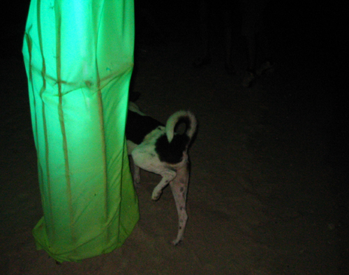 disco dog. Ko Pha Ngan