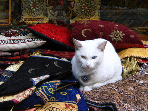 Carpet cat