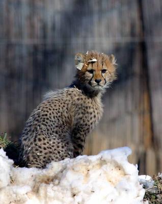 Cheetah Cubs