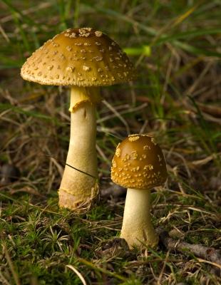 Yellow patches (Amanita flavoconia)