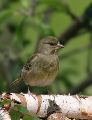 Female green finch