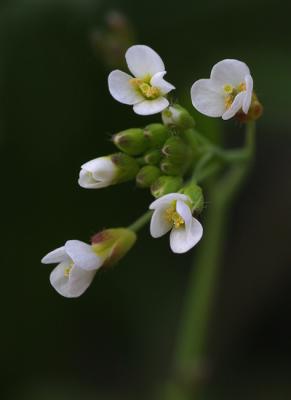 Tiny Flower