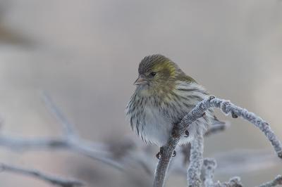 Female siskin on a frosty morning