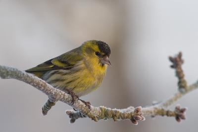 Male siskin in morning sun