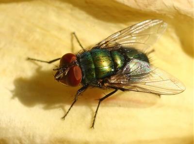 The Fly 1, Tamron 90mm F2.8 Macro