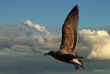 The Seagul, Sigma APO 70-300 mm Super Macro II