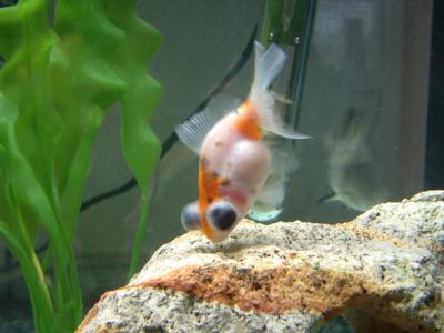 New Fish