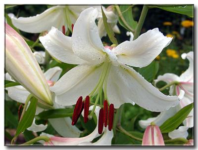 Day Lily