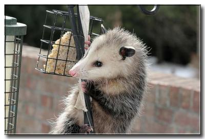 possum on bird feeder