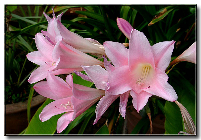 Pink Flowers - Smithsonian