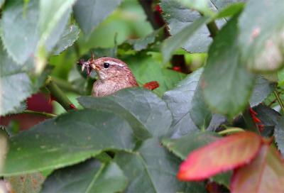 Wren Collecting Worms
