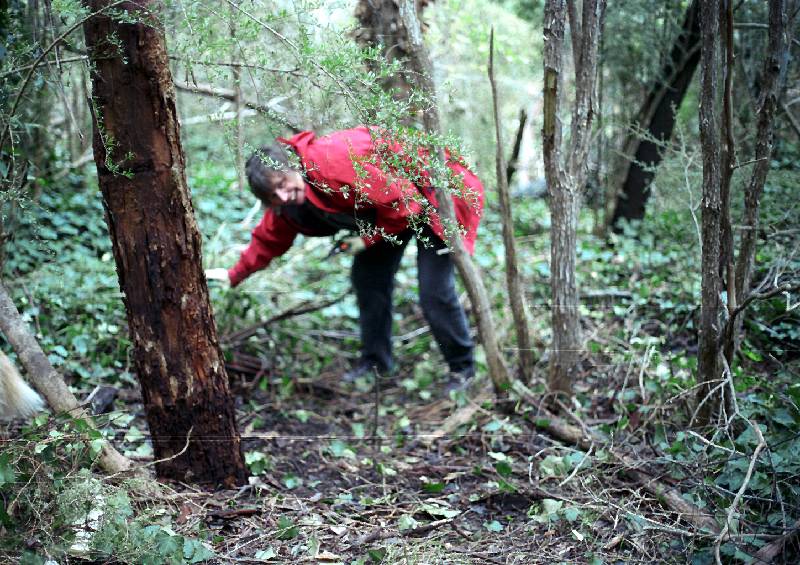 Pulling Out the Ivy