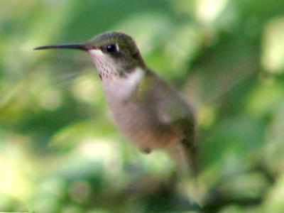 female Ruby-throated Hummingbird