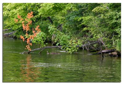 river_ridge
