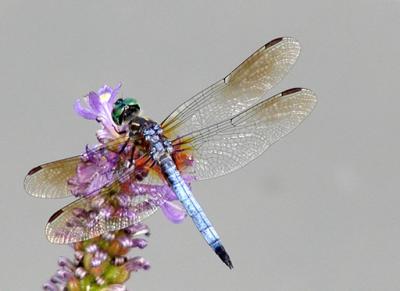 Dragon Fly on Pickerelweed; Hall's Pond, Brookline, MA