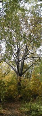 Oak Tree, 150 years old; Hall's Pond, Brookline, MA