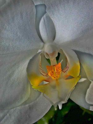 INNERORCHIDDSCN1865.jpg