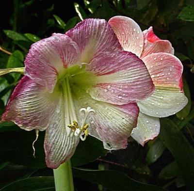 blossomDSC00216.jpg