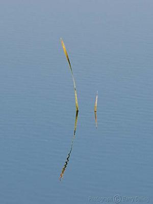reflected reeds 01.jpg