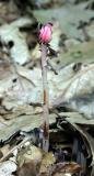Indian Pipe - <i>Monotropa uniflora</i>