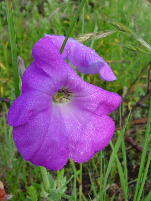 Morningglories with dew