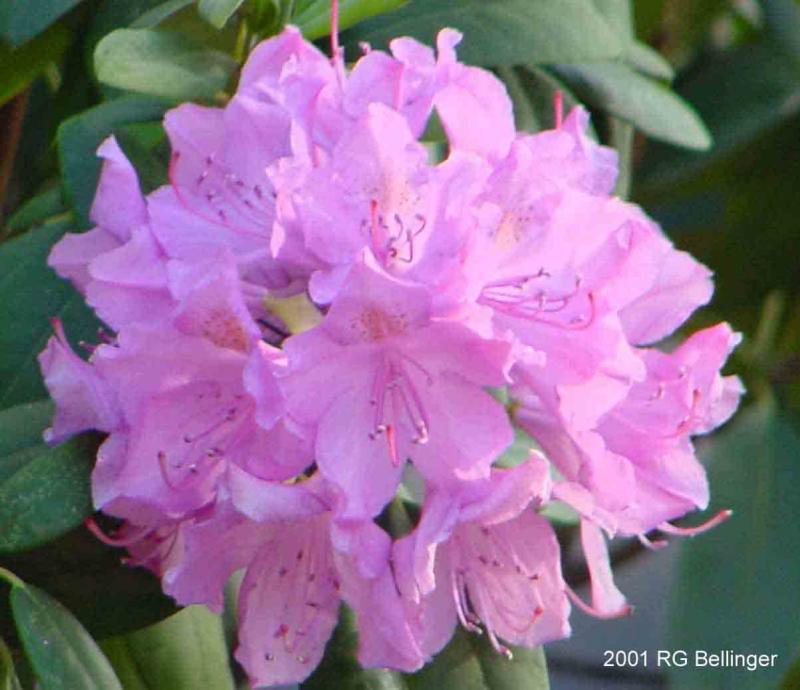 Rododendron 2
