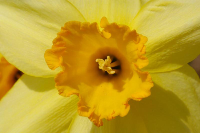 Daffodil 3357