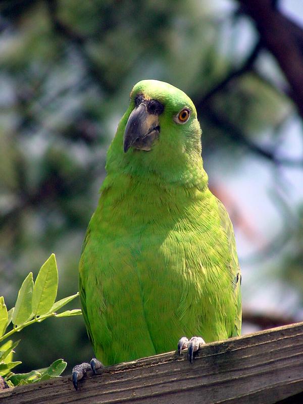 Green Parrot