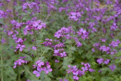 Lunaria annua 3670