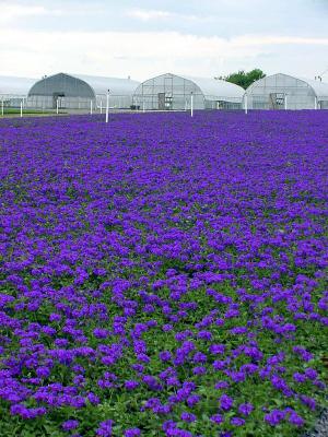 Greenhouses