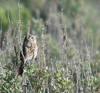 Brewers Sparrow 138_3852 pbase 10-29-03.jpg
