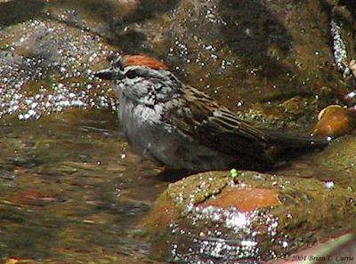 Chipping Sparrow 165_6573 pbase 7-24-04.jpg