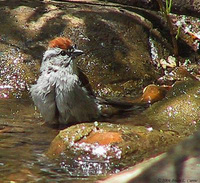 Chipping Sparrow 165_6575 pbase 7-24-04.jpg