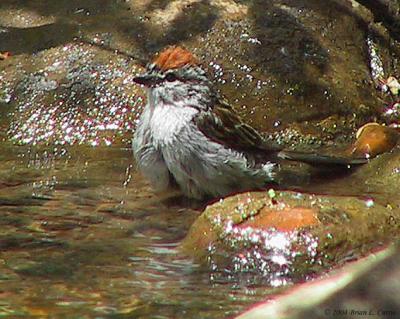 Chipping Sparrow 165_6577 pbase 7-24-04.jpg