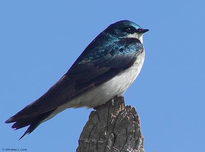 Tree Swallow 165_6553_filtered pbase 7-24-04.jpg