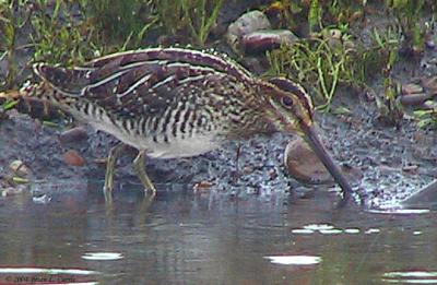 Wilsons Snipe 166_6610 pbase 7-24-04.jpg