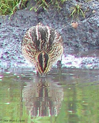 Wilsons Snipe 166_6625 pbase 7-24-04.jpg
