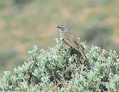 Sage Sparrow 162_6258 pbase 7-25-04.jpg