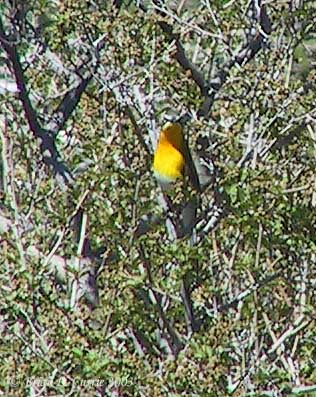 Yellow-breasted Chat 138_3883 pbase 10-29-03.jpg