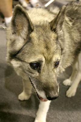 Holly - Oldest Dog Winner