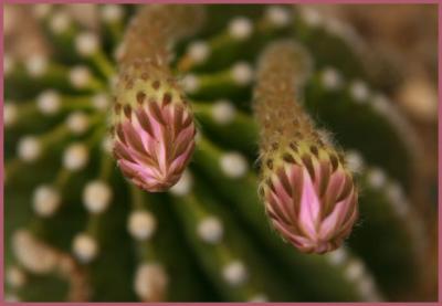Easter Cactus Buds