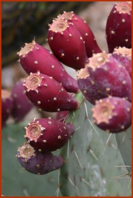 Prickly Pear Fruit Buds
