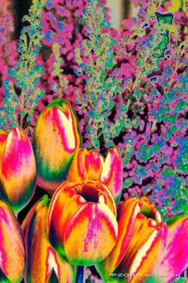 Pychedelic Tulips