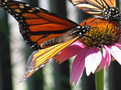 Papillon