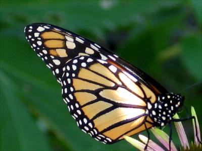 Papillon