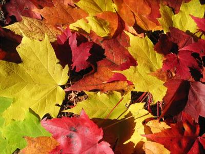 Couleurs d'automne