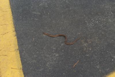 u35/benace/medium/22927007.ApartmentSnake1.jpg