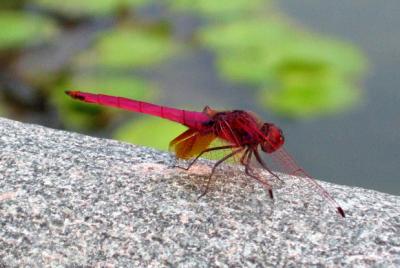 Red Dragonfly