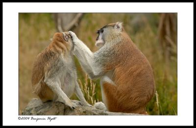 zoo_favorites
