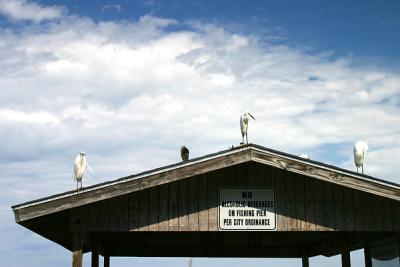 u35/bergiesplace/medium/40447107.OntheFishingPier.jpg